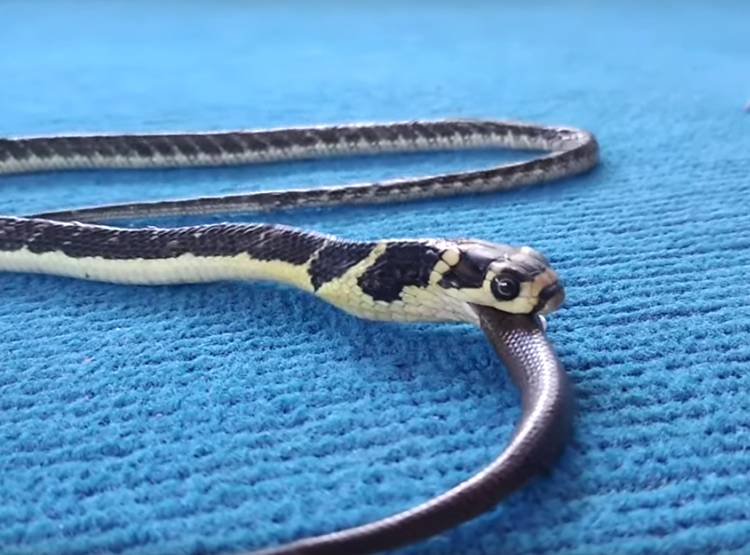 कोबरा को न‍िगल गया पालतू सांप, वायरल हुआ वीड‍ियो