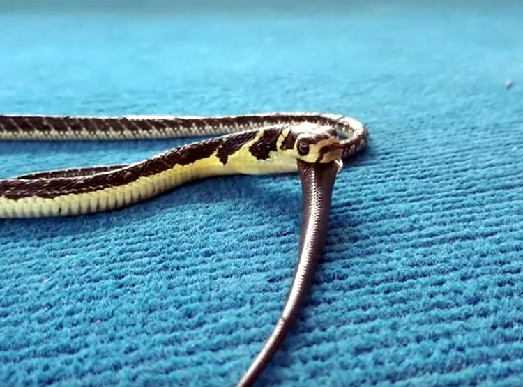 कोबरा को न‍िगल गया पालतू सांप, वायरल हुआ वीड‍ियो