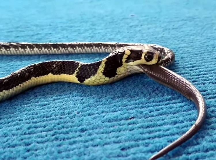 कोबरा को न‍िगल गया पालतू सांप, वायरल हुआ वीड‍ियो