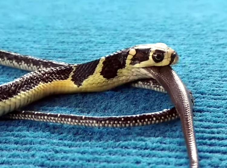 कोबरा को न‍िगल गया पालतू सांप, वायरल हुआ वीड‍ियो
