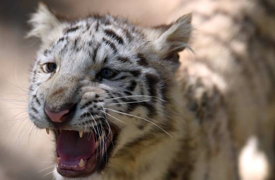 न शेर-न सांप, इस जन्तु का सबसे ज्यादा शिकार बना इंसान