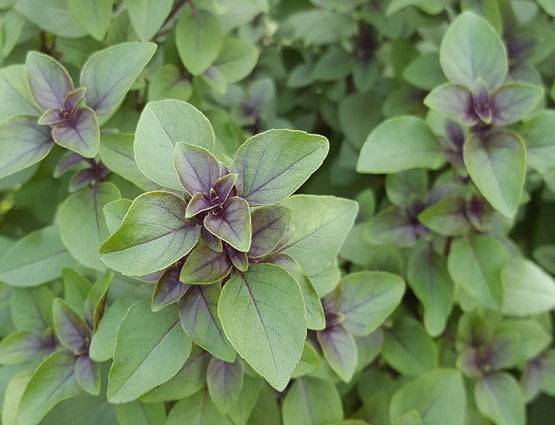 शिवलिंग पर न चढ़ाएं ये 5 चीजें, भोले हो जाएंगे नाराज