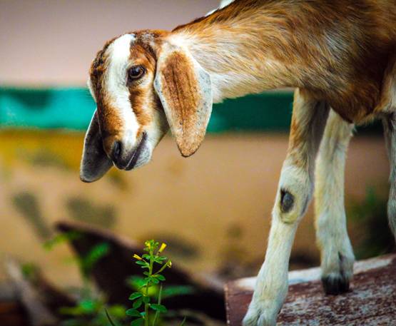 बकरीद का त्योहार क्यों मनाया जाता है? ऐसे शुरू हुई कुर्बानी