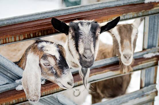 22 लाख रुपये में बिके तीन बकरे, जानें- मालिक ने कैसे किया था तैयार