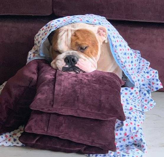 राम कपूर के डॉगी को हुआ बुखार, पत्नी गौतमी कुछ यूं रख रही हैं ख्याल