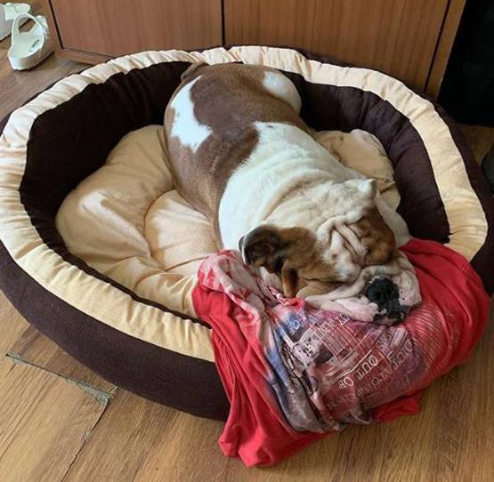 राम कपूर के डॉगी को हुआ बुखार, पत्नी गौतमी कुछ यूं रख रही हैं ख्याल