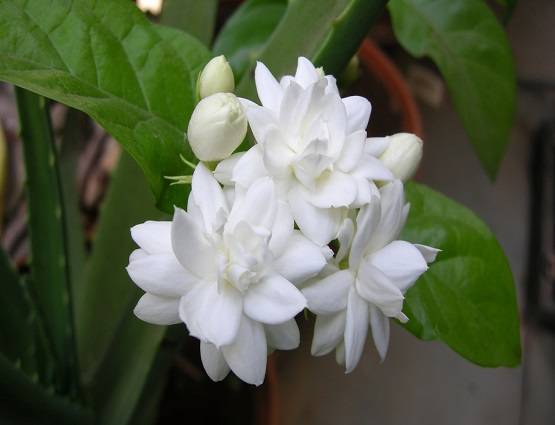 गुलाब से लेकर चमेली तक, इन 6 फूलों की सुगंध चमका सकती है भाग्य