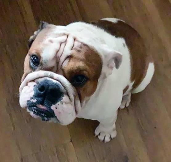 राम कपूर के डॉगी को हुआ बुखार, पत्नी गौतमी कुछ यूं रख रही हैं ख्याल