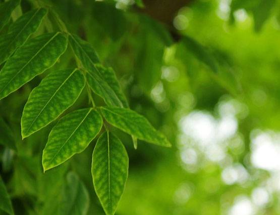 हरियाली तीज पर क्यों इस रंग को ज्यादा पहनना पसंद करती हैं महिलाएं?