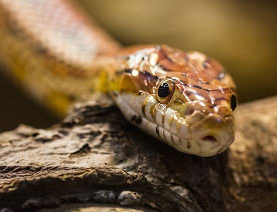 नागपंचमी पर क्यों होती है सांपों की पूजा, जानें क्या है पूजा की सही विधि