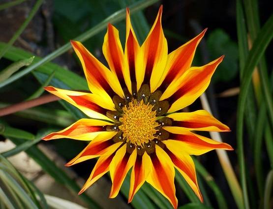 गुलाब से लेकर चमेली तक, इन 6 फूलों की सुगंध चमका सकती है भाग्य