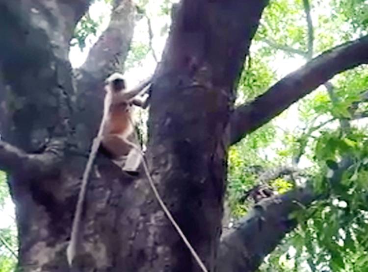 लंगूर पाता है यहां एक कर्मचारी का वेतन-भत्ता, चौंकाने वाली है वजह