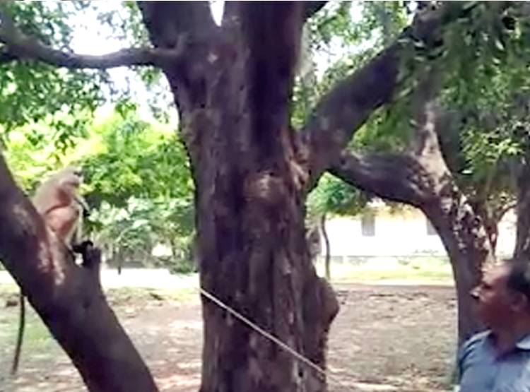 लंगूर पाता है यहां एक कर्मचारी का वेतन-भत्ता, चौंकाने वाली है वजह