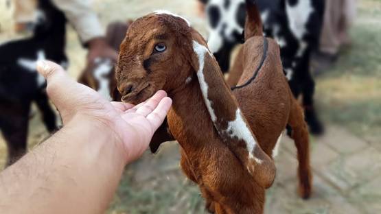 22 लाख रुपये में बिके तीन बकरे, जानें- मालिक ने कैसे किया था तैयार