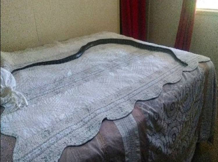 बिस्तर पर ले रहा था चैन की नींद, छत से गिरा अजगर और फिर...