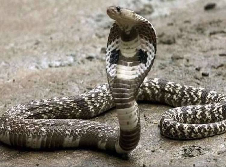 बिस्तर पर ले रहा था चैन की नींद, छत से गिरा अजगर और फिर...