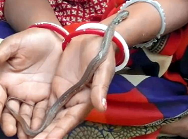 महिला और सांप के बीच अनोखा रिश्ता, देखकर लोग हैरान