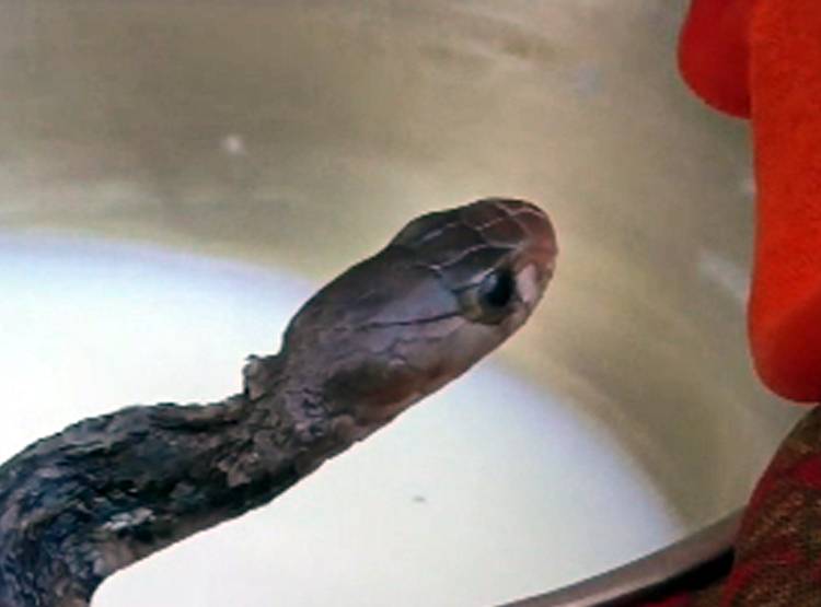 महिला और सांप के बीच अनोखा रिश्ता, देखकर लोग हैरान