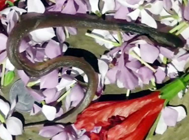 महिला और सांप के बीच अनोखा रिश्ता, देखकर लोग हैरान