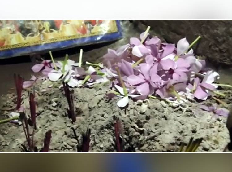 महिला और सांप के बीच अनोखा रिश्ता, देखकर लोग हैरान