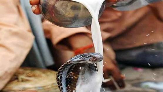 नागों की पूजा से प्रसन्न होंगे भोलेनाथ, नागपंचमी पर बरतें ये सावधानियां