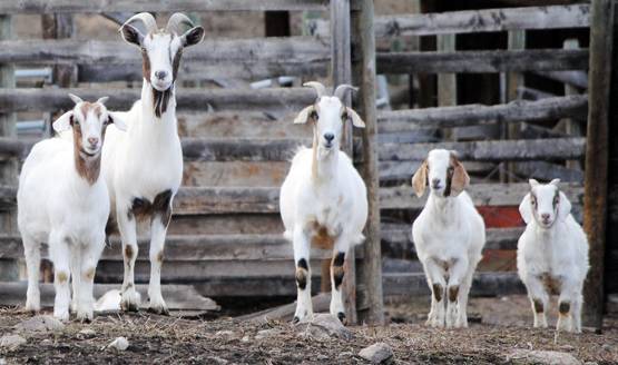 22 लाख रुपये में बिके तीन बकरे, जानें- मालिक ने कैसे किया था तैयार