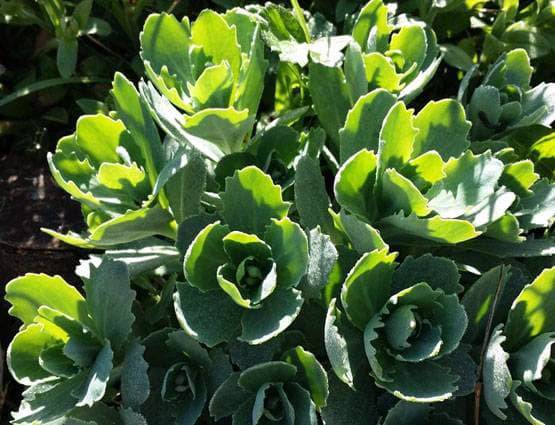 जानें नवरात्रि पर किस दिन पहनें किस रंग का वस्त्र, मां होंगी प्रसन्न