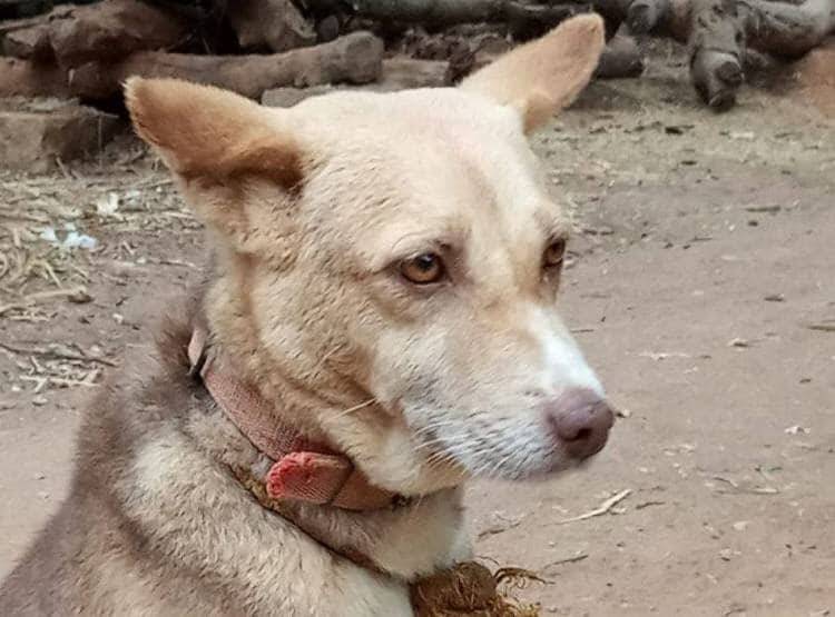 कुत्ते-कुतिया की शादी में पहुंचे सैकड़ों बाराती, बैंड-बाजे के साथ फेरे