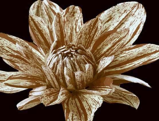 जानें नवरात्रि पर किस दिन पहनें किस रंग का वस्त्र, मां होंगी प्रसन्न