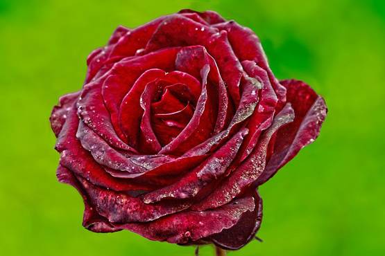 जानें नवरात्रि पर किस दिन पहनें किस रंग का वस्त्र, मां होंगी प्रसन्न