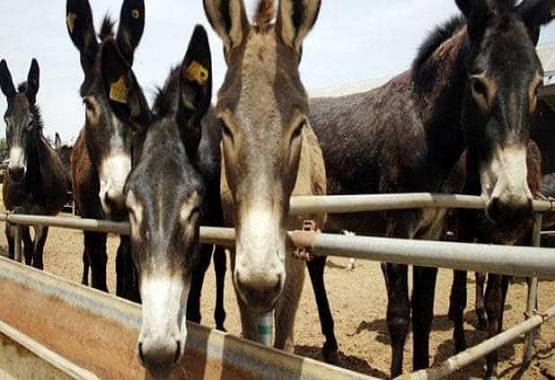 पाकिस्तान में लगा गधों का मेला, बिक रहे 'एटम बम' और 'AK-47'