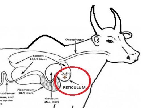 डेढ़ लाख का मंगलसूत्र निगल गया बैल, गोबर में ढूंढता रहा मालिक
