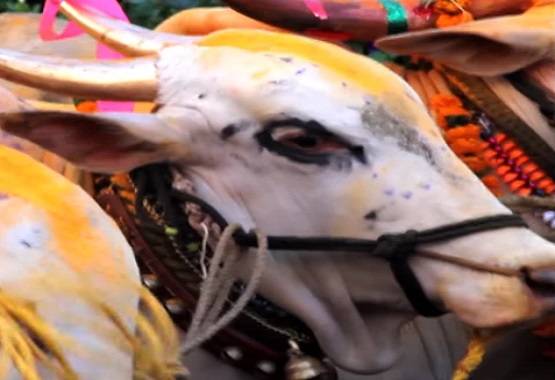 डेढ़ लाख का मंगलसूत्र निगल गया बैल, गोबर में ढूंढता रहा मालिक