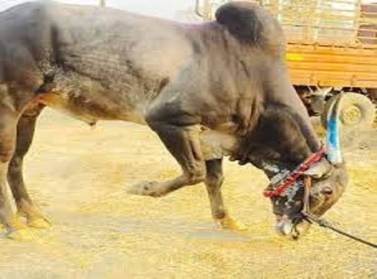 डेढ़ लाख का मंगलसूत्र निगल गया बैल, गोबर में ढूंढता रहा मालिक