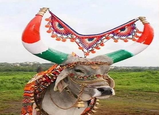 डेढ़ लाख का मंगलसूत्र निगल गया बैल, गोबर में ढूंढता रहा मालिक