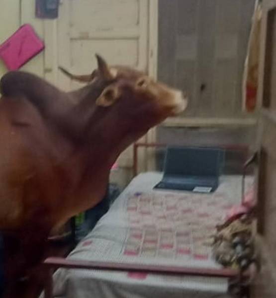IIT बॉम्बे के हॉस्टल में घुसी गाय, चबा गई किताब...PHOTOS