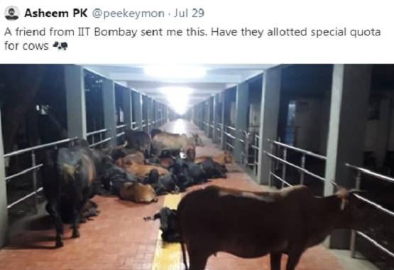 IIT बॉम्बे के हॉस्टल में घुसी गाय, चबा गई किताब...PHOTOS
