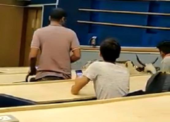 IIT बॉम्बे के हॉस्टल में घुसी गाय, चबा गई किताब...PHOTOS