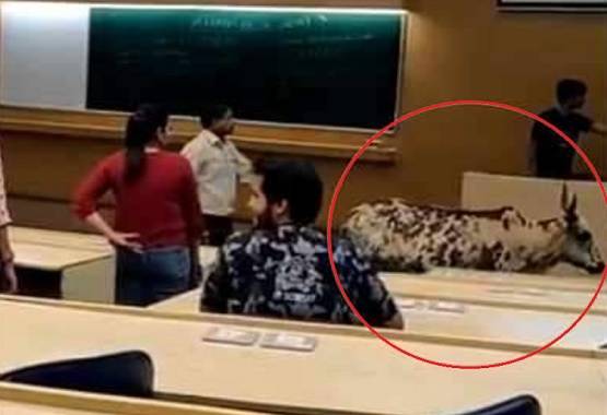 IIT बॉम्बे के हॉस्टल में घुसी गाय, चबा गई किताब...PHOTOS