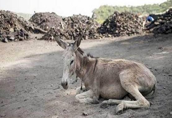 पाकिस्तान में लगा गधों का मेला, बिक रहे 'एटम बम' और 'AK-47'