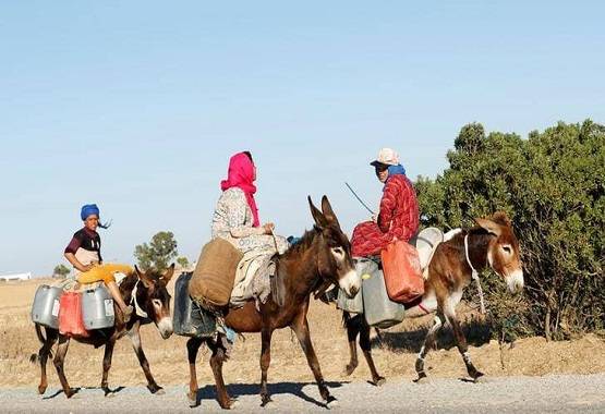 पाकिस्तान में लगा गधों का मेला, बिक रहे 'एटम बम' और 'AK-47'