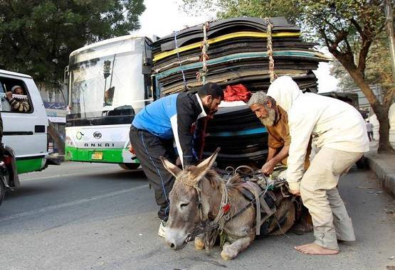 पाकिस्तान में लगा गधों का मेला, बिक रहे 'एटम बम' और 'AK-47'