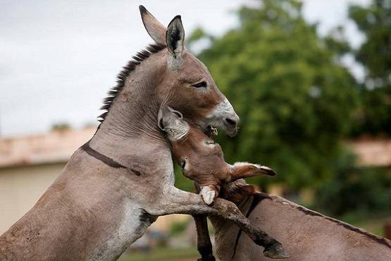 पाकिस्तान में लगा गधों का मेला, बिक रहे 'एटम बम' और 'AK-47'