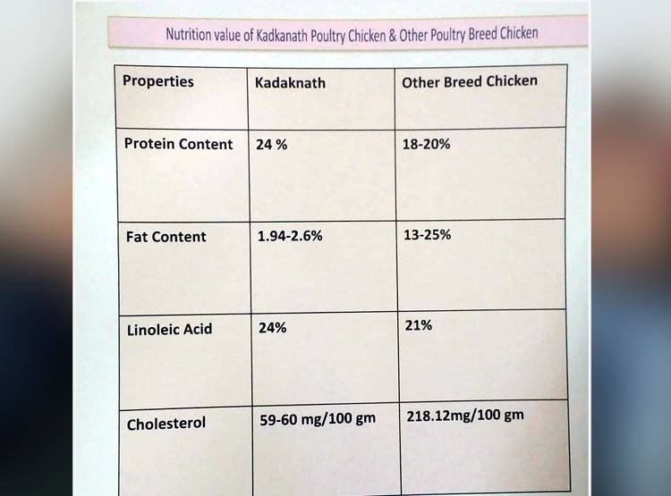 कड़कनाथ मुर्गे की क्यों है डिमांड, कमलनाथ सरकार कर रही सेल
