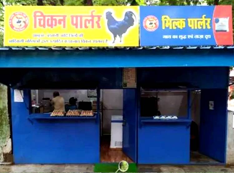 कड़कनाथ मुर्गे की क्यों है डिमांड, कमलनाथ सरकार कर रही सेल