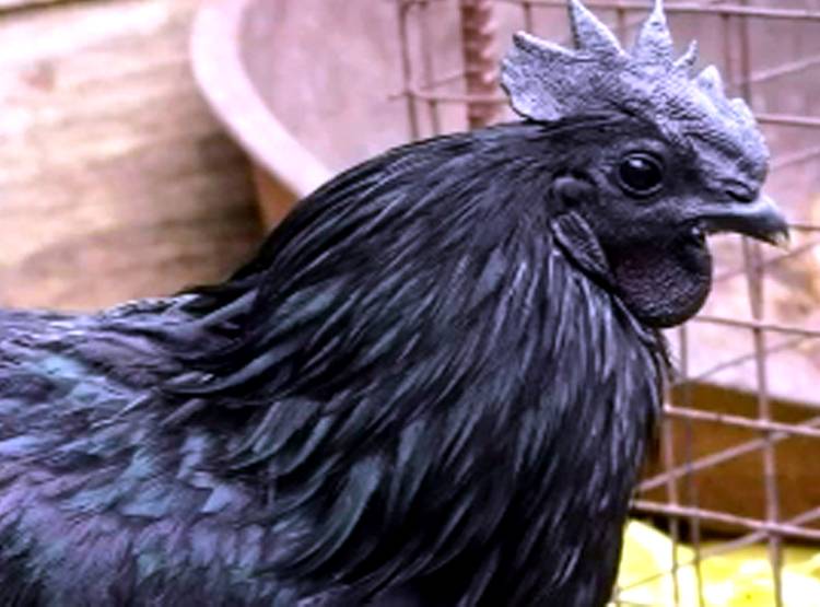 कड़कनाथ मुर्गे की क्यों है डिमांड, कमलनाथ सरकार कर रही सेल