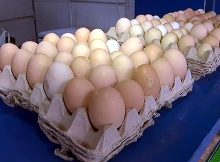 कड़कनाथ मुर्गे की क्यों है डिमांड, कमलनाथ सरकार कर रही सेल