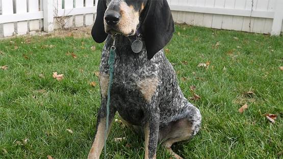 अपने ही कुत्तों ने किया हमला, घर में महिला की चली गई जान