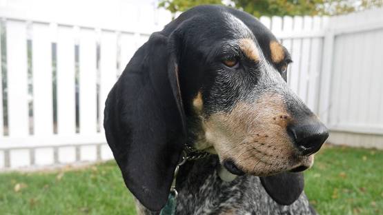 अपने ही कुत्तों ने किया हमला, घर में महिला की चली गई जान