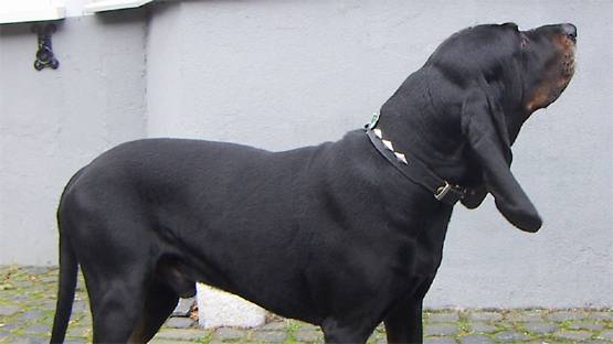 अपने ही कुत्तों ने किया हमला, घर में महिला की चली गई जान